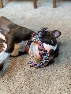 Juno!!, an adoptable Pit Bull Terrier in Citrus Heights, CA, 95610 | Photo Image 2