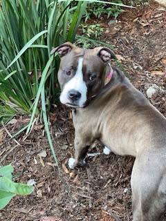 Juno!!, an adoptable Pit Bull Terrier in Citrus Heights, CA, 95610 | Photo Image 3