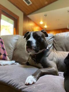 Juno!!, an adoptable Pit Bull Terrier in Citrus Heights, CA, 95610 | Photo Image 4