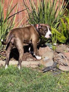 Juno!!, an adoptable Pit Bull Terrier in Citrus Heights, CA, 95610 | Photo Image 6