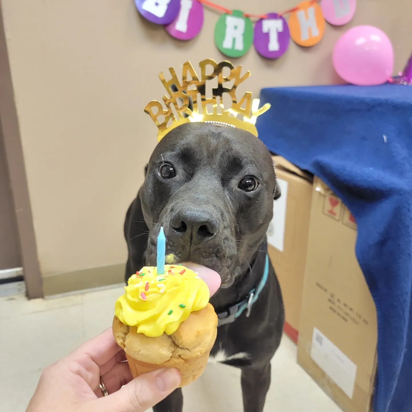 Rowdy, an adoptable Pit Bull Terrier, Labrador Retriever in Greensburg, PA, 15601 | Photo Image 2