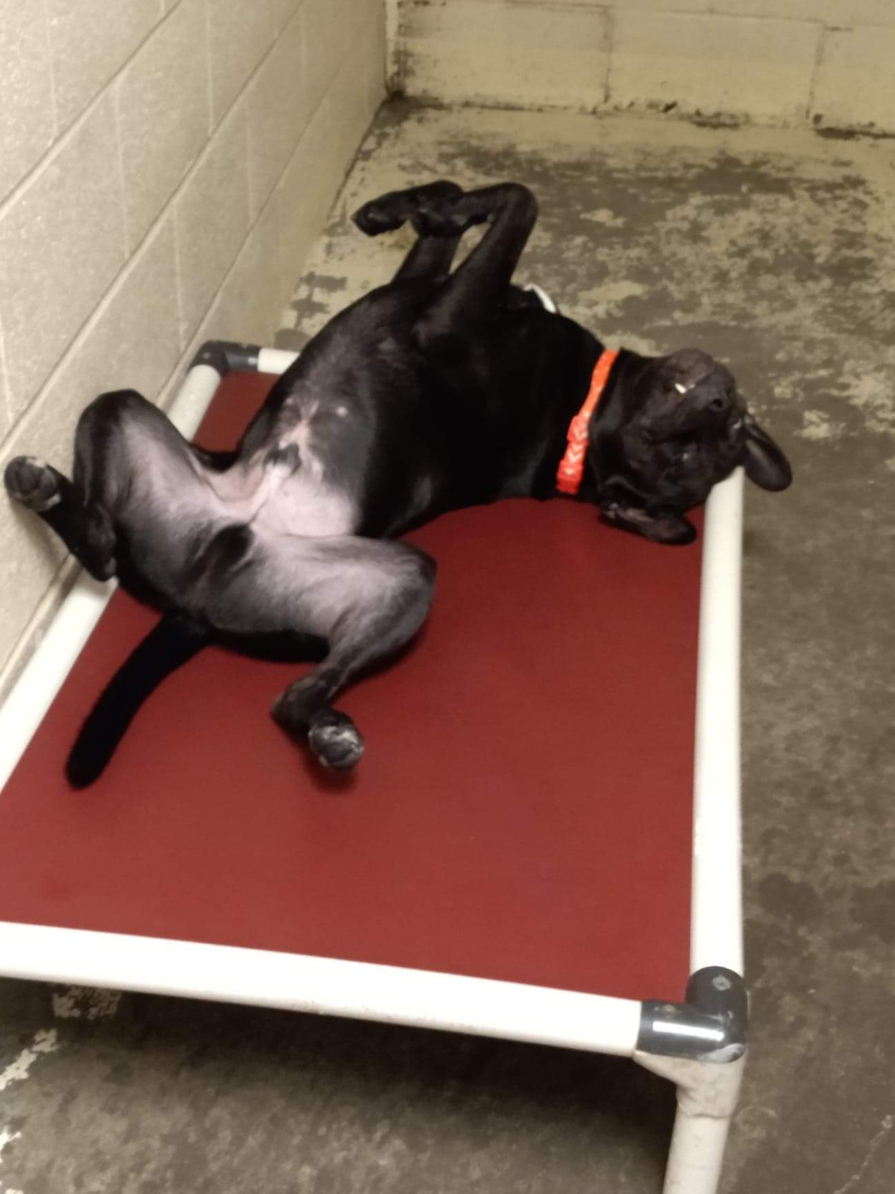 Rowdy, an adoptable Pit Bull Terrier, Labrador Retriever in Greensburg, PA, 15601 | Photo Image 3