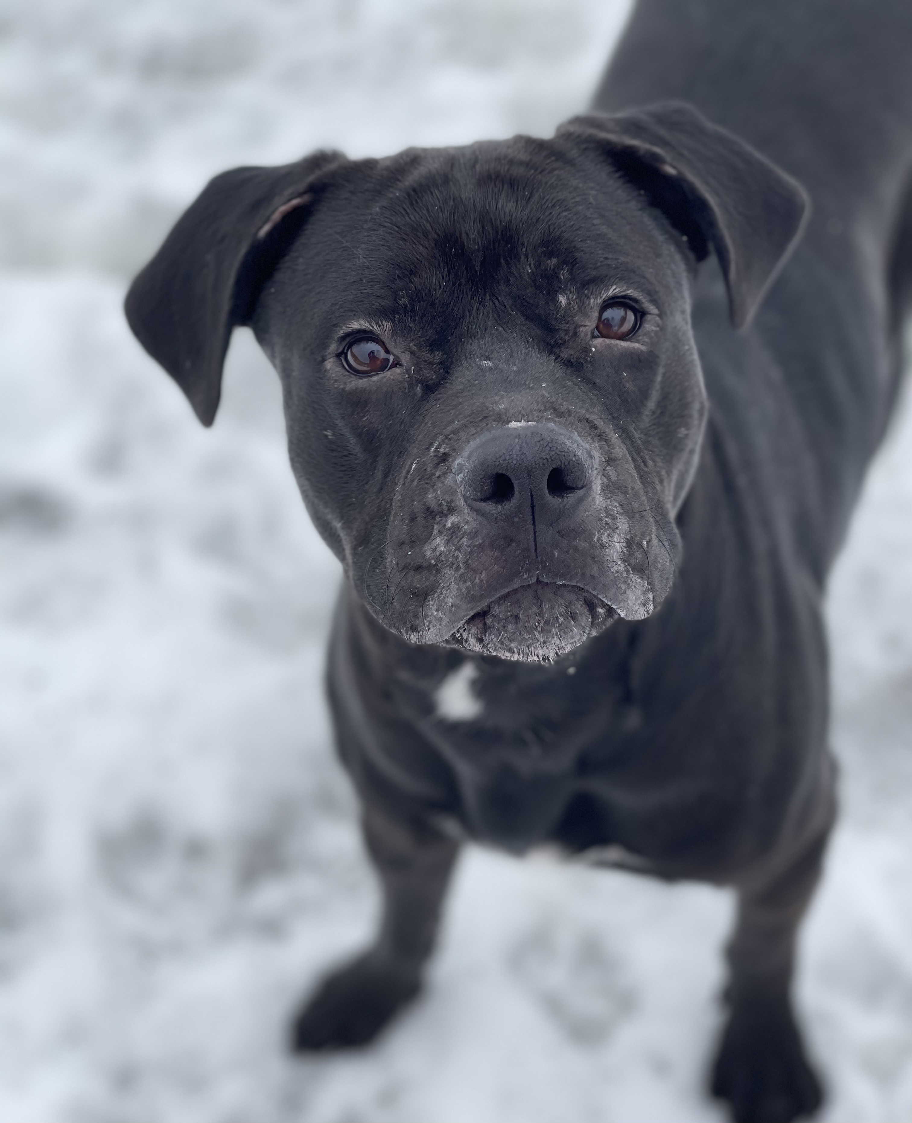 Rowdy, an adoptable Pit Bull Terrier, Labrador Retriever in Greensburg, PA, 15601 | Photo Image 4