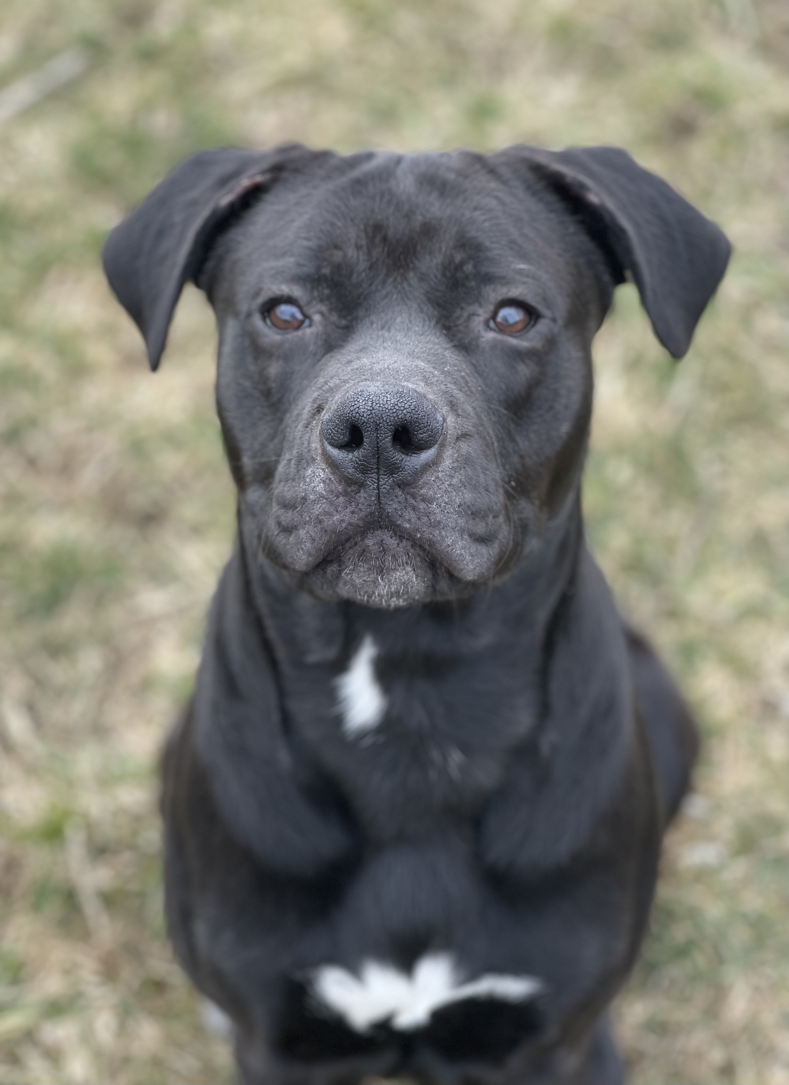 Stavning udendørs Munk Dog for adoption - Rowdy, a Pit Bull Terrier & Labrador Retriever Mix in  Greensburg, PA | Petfinder