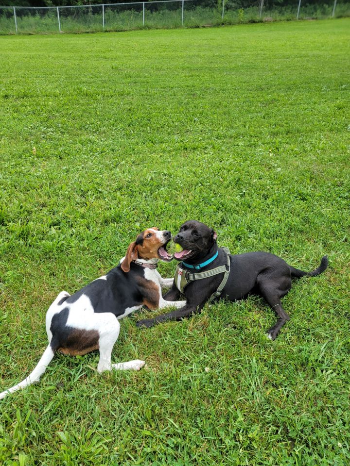 Dog for adoption - Rowdy, a Pit Bull Terrier & Labrador Retriever Mix in  Greensburg, PA | Petfinder