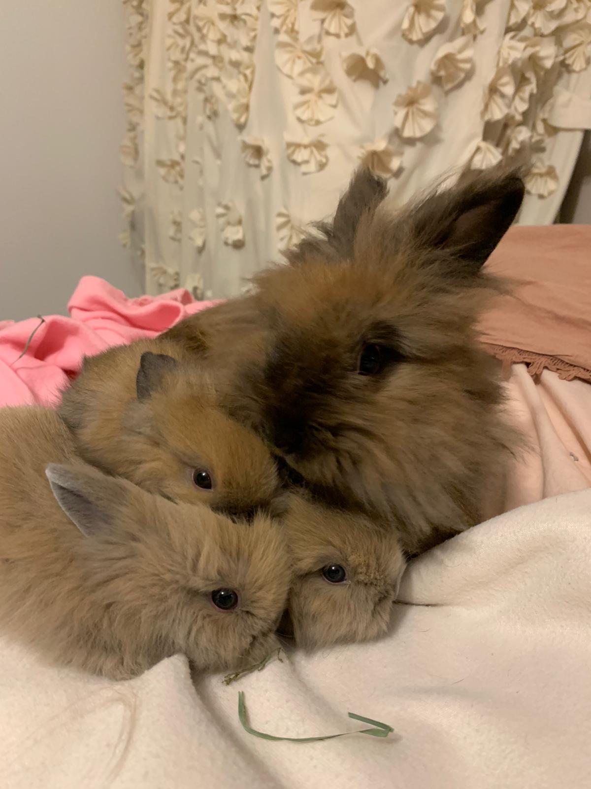 Rabbit for adoption Twinkle, a Lionhead & Cinnamon Mix in Los Angeles
