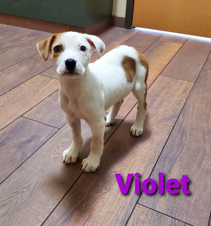Violet 3