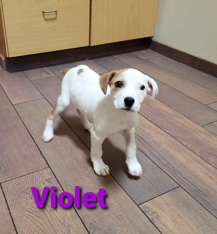 Violet 5