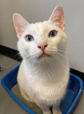 Boomer!  WOWOWOW - Deaf but PURRFECT!!  Therapy love for all!