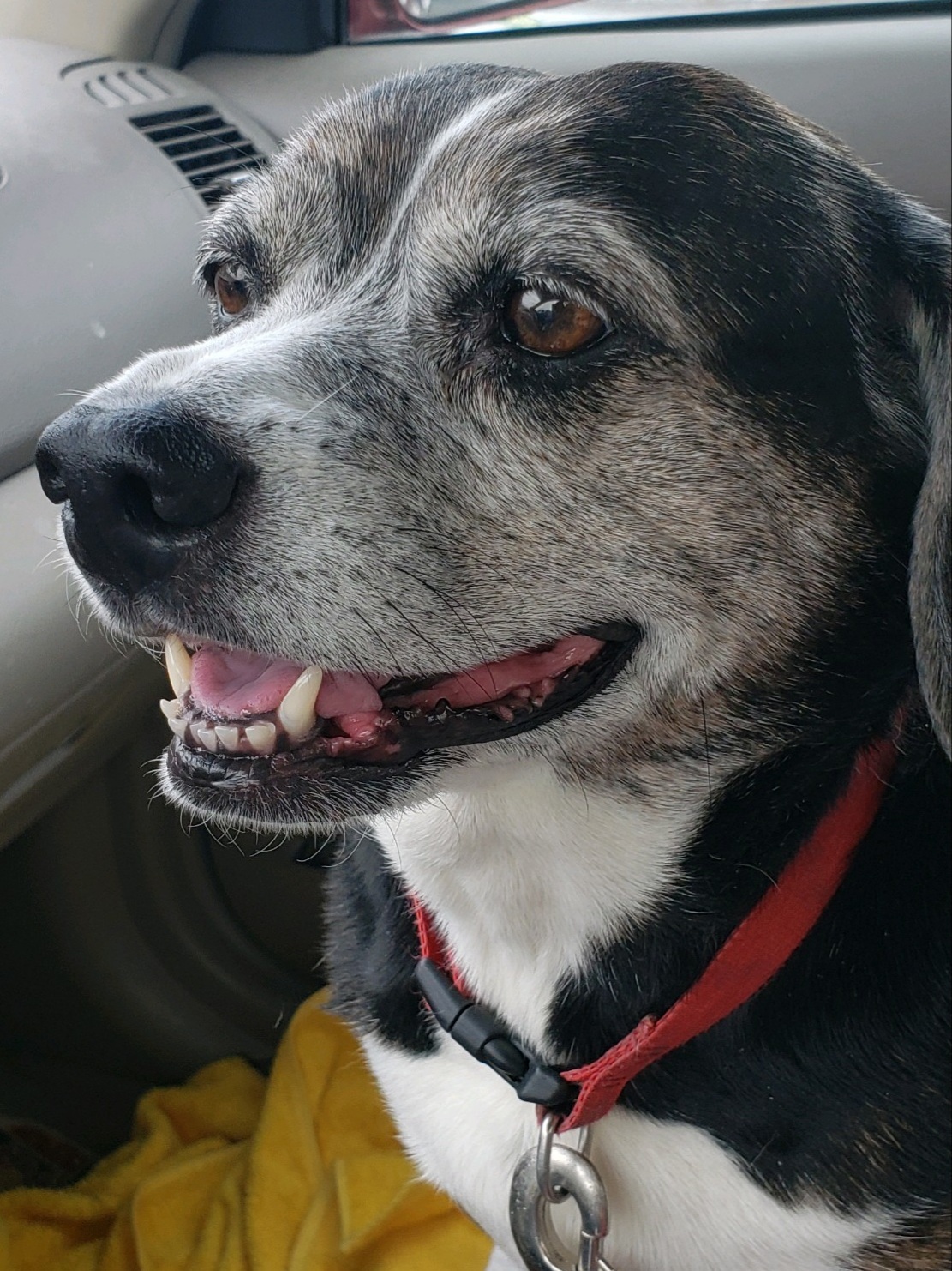 Bella- Precious beyond words!!, an adoptable Beagle in Clarksville, IN, 47131 | Photo Image 1