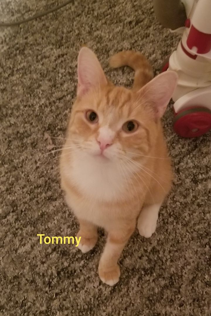 Tommy 2