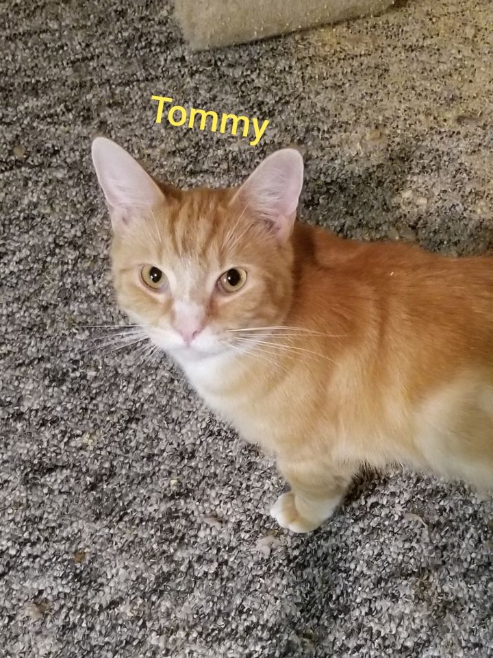 Tommy 3