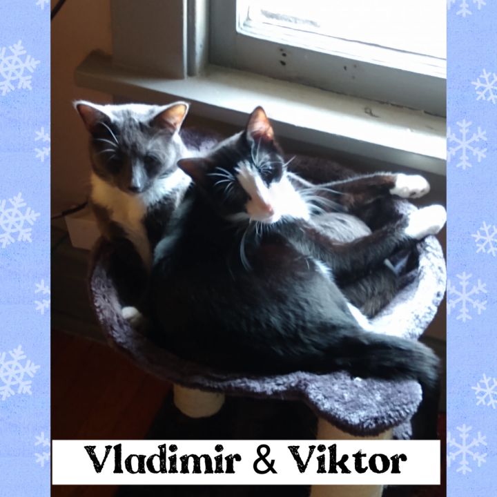 Viktor & Vladimir 1