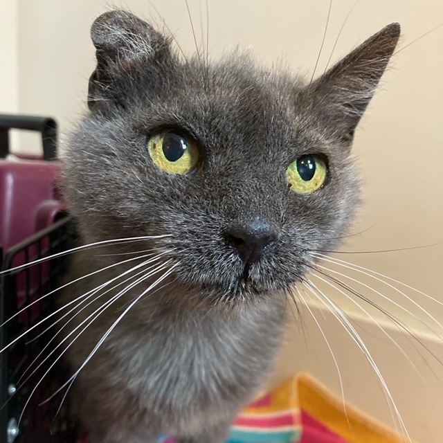 Cat for adoption Lola, a Domestic Medium Hair in Philadelphia, PA