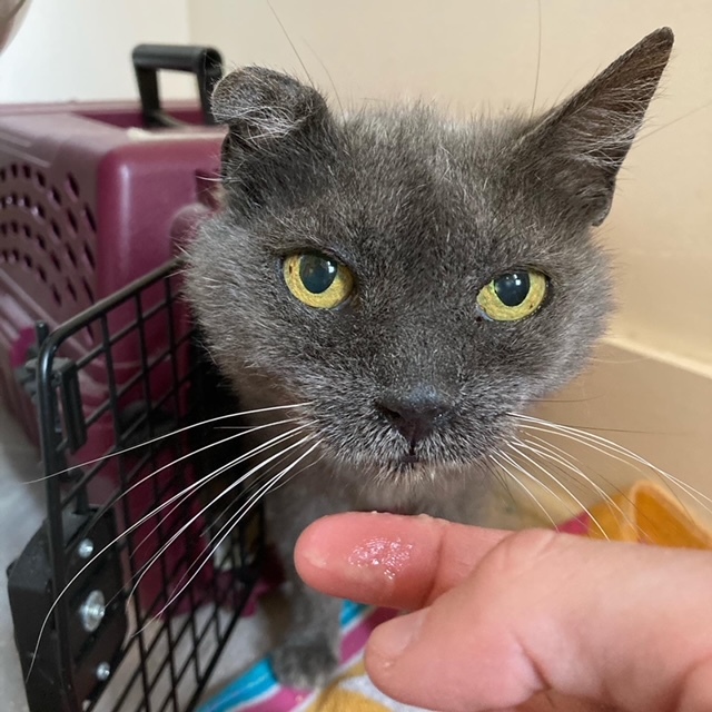 Cat for adoption Lola, a Domestic Medium Hair in Philadelphia, PA