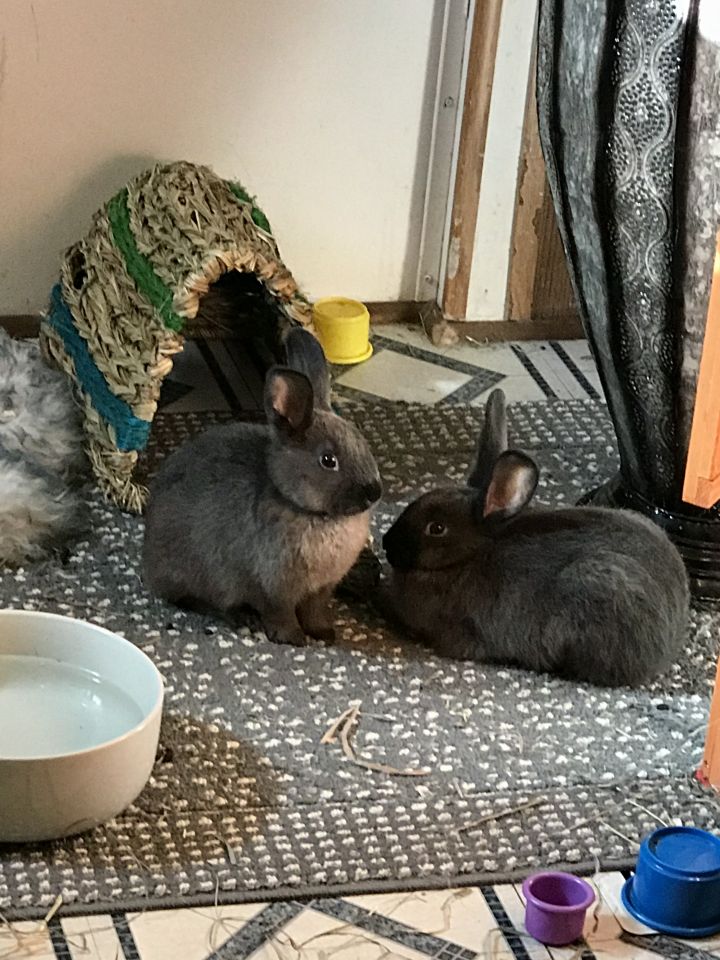 Dasher and Fiona, an adoptable Bunny Rabbit Mix in Hedgesville, WV_image-2