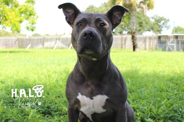 Nilla, an adoptable Pit Bull Terrier in Sebastian, FL, 32958 | Photo Image 3