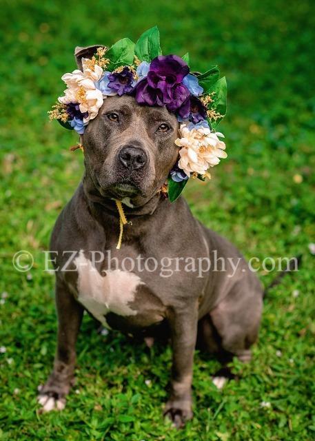 Nilla, an adoptable Pit Bull Terrier in Sebastian, FL, 32958 | Photo Image 4