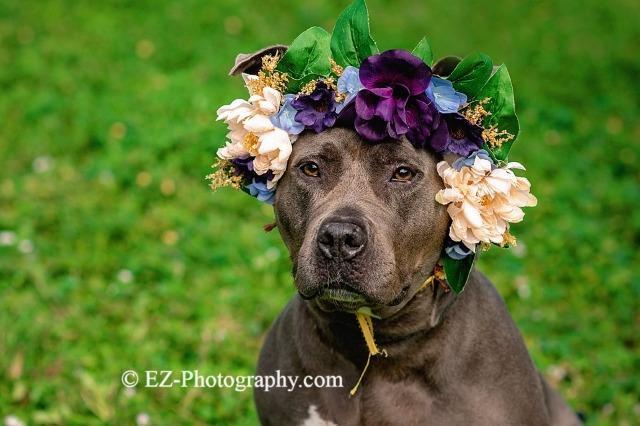 Nilla, an adoptable Pit Bull Terrier in Sebastian, FL, 32958 | Photo Image 5