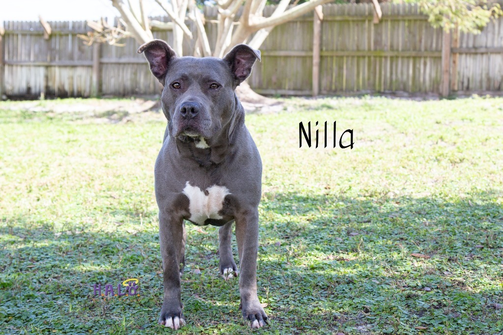 Nilla, an adoptable Pit Bull Terrier in Sebastian, FL, 32958 | Photo Image 6