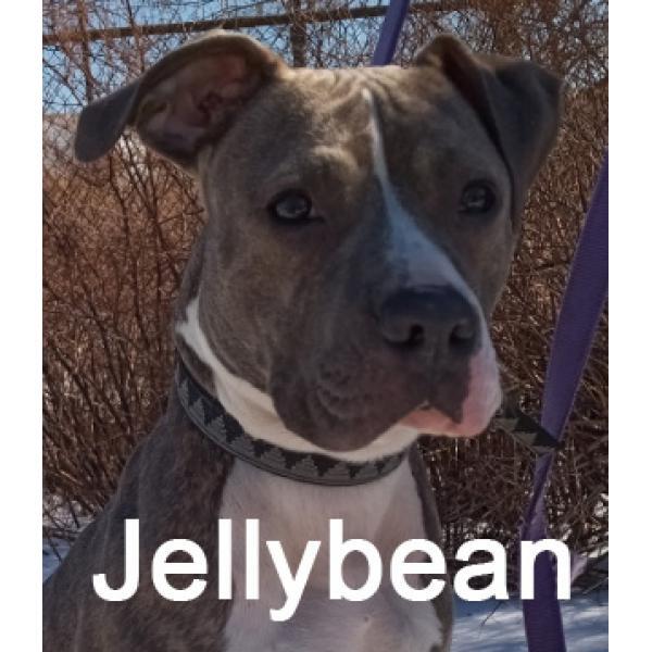 Jellybean, an adoptable Pit Bull Terrier Mix in Warren, PA_image-1