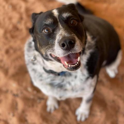 Coffee, an adoptable Cattle Dog Mix in Kanab, UT_image-1
