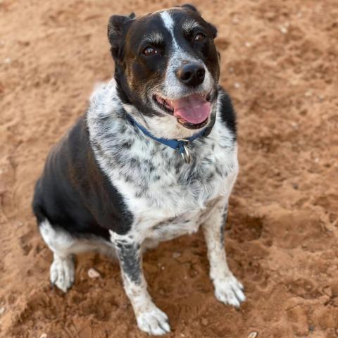 Coffee, an adoptable Cattle Dog Mix in Kanab, UT_image-2