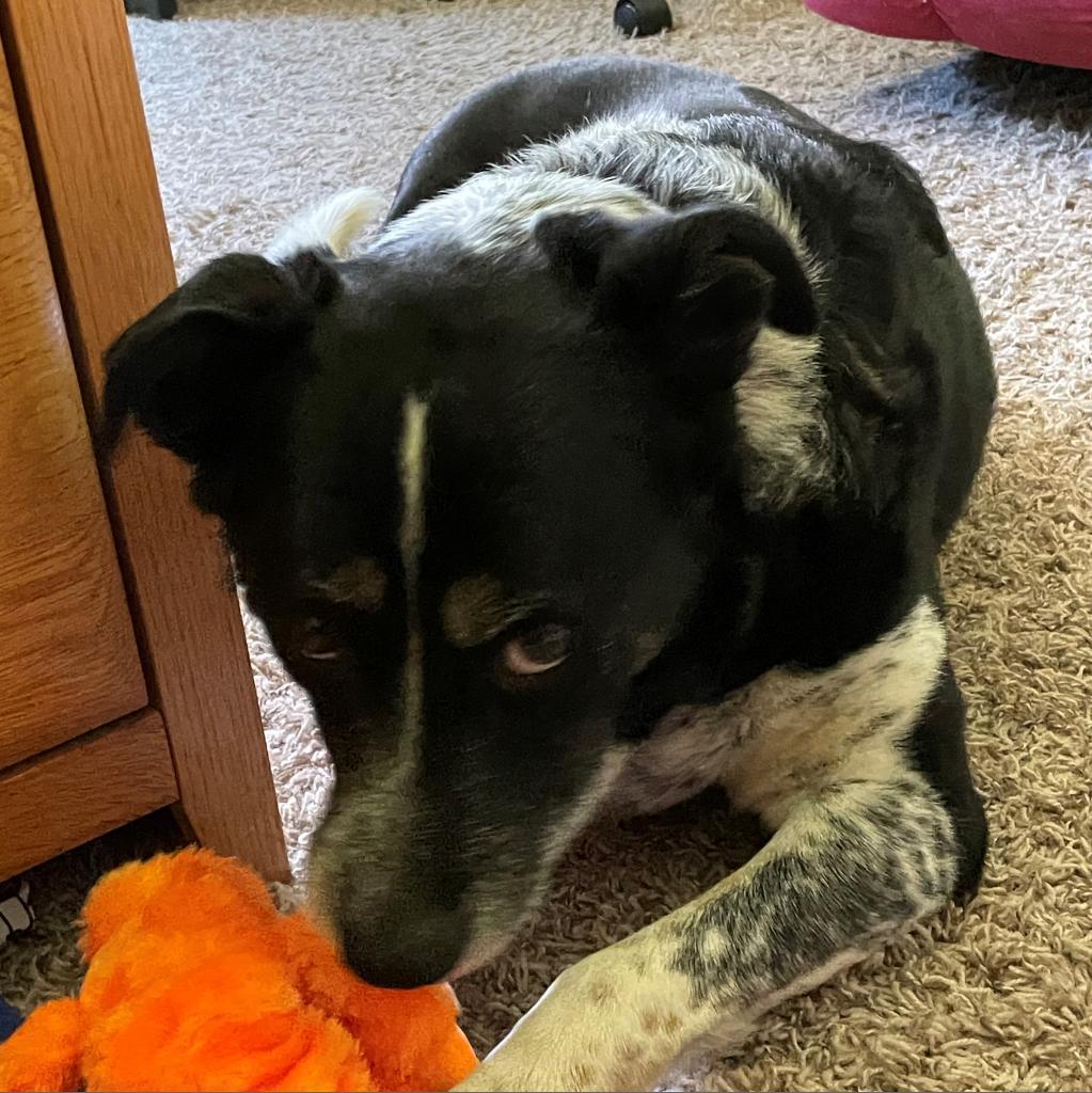 Coffee, an adoptable Cattle Dog in Kanab, UT, 84741 | Photo Image 2