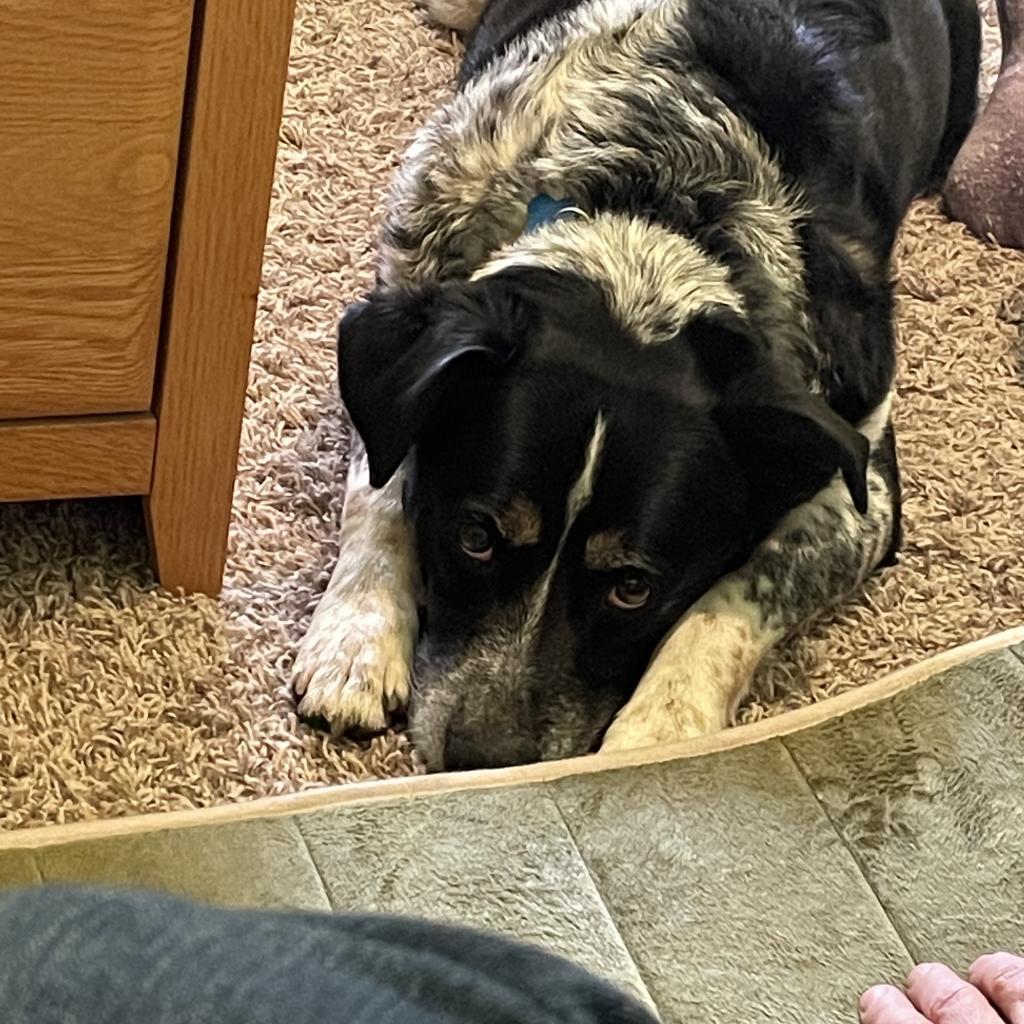 Coffee, an adoptable Cattle Dog in Kanab, UT, 84741 | Photo Image 4