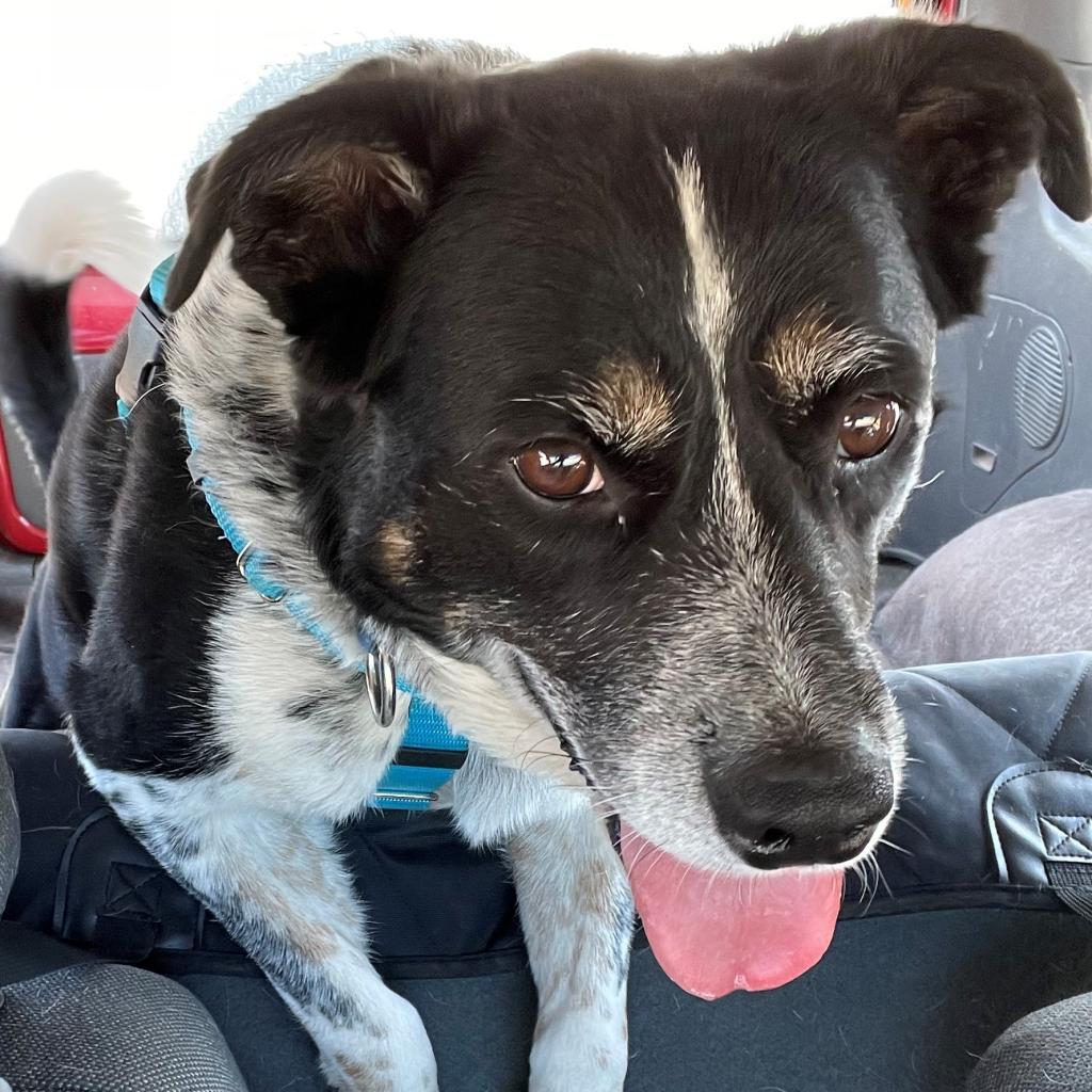 Coffee, an adoptable Cattle Dog in Kanab, UT, 84741 | Photo Image 5