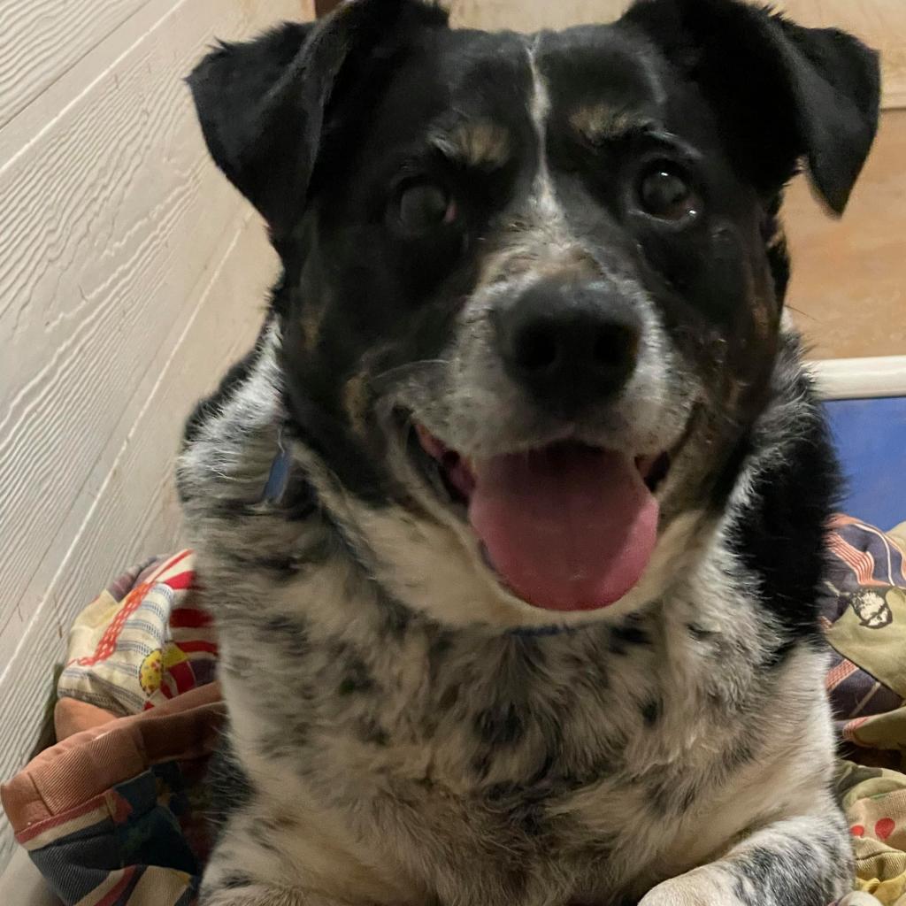 Coffee, an adoptable Cattle Dog in Kanab, UT, 84741 | Photo Image 6