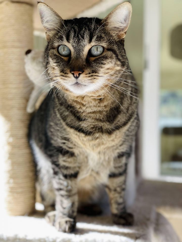 Leo, an adopted Tabby in Jacksonville, OR_image-1