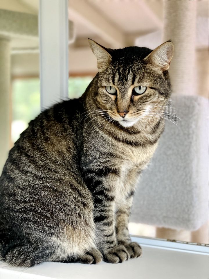 Leo, an adopted Tabby in Jacksonville, OR_image-6