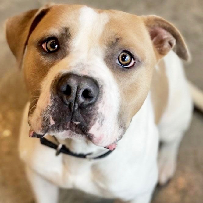 Roscoe, an adoptable Pit Bull Terrier in Kansas City, MO, 64111 | Photo Image 1