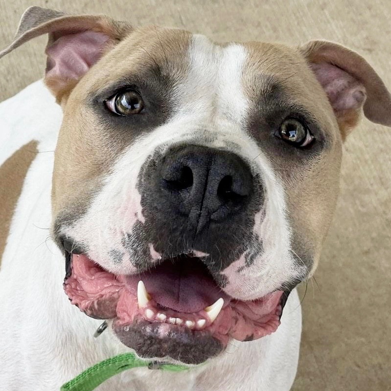 Roscoe, an adoptable Pit Bull Terrier in Kansas City, MO, 64111 | Photo Image 2