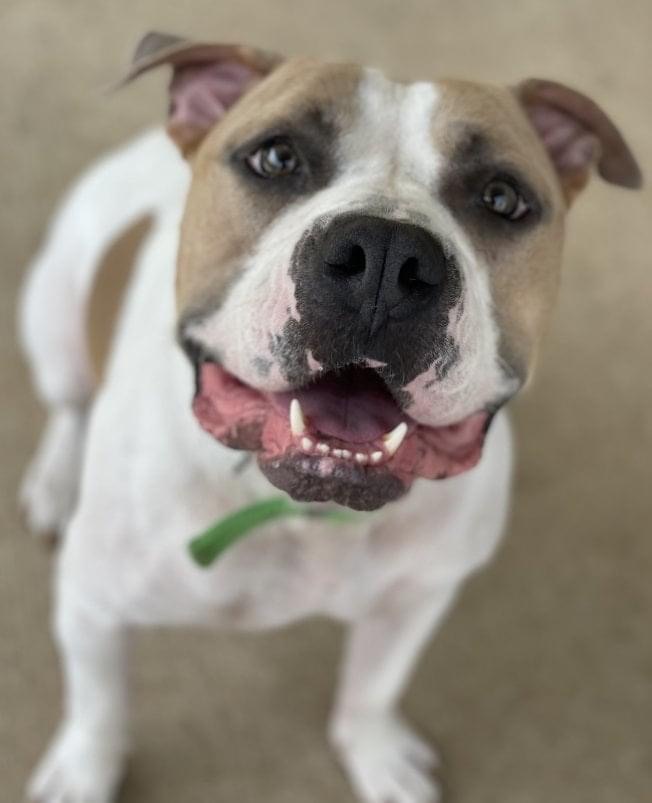 Roscoe, an adoptable Pit Bull Terrier in Kansas City, MO, 64111 | Photo Image 5