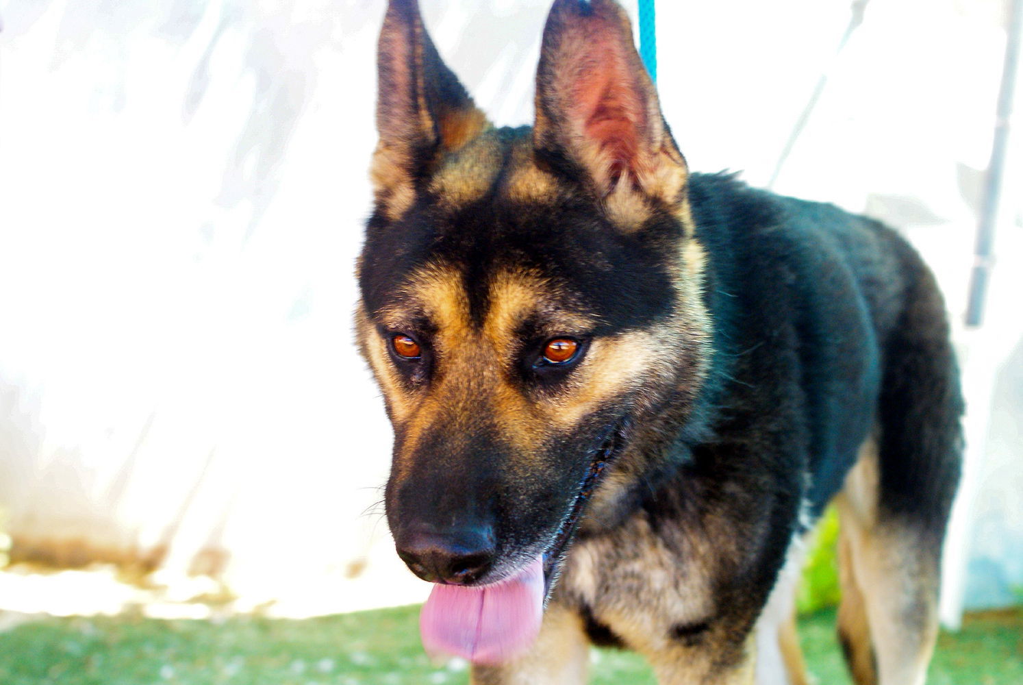 Sarge -, an adoptable German Shepherd Dog, Australian Kelpie in Apple Valley, CA, 92307 | Photo Image 1