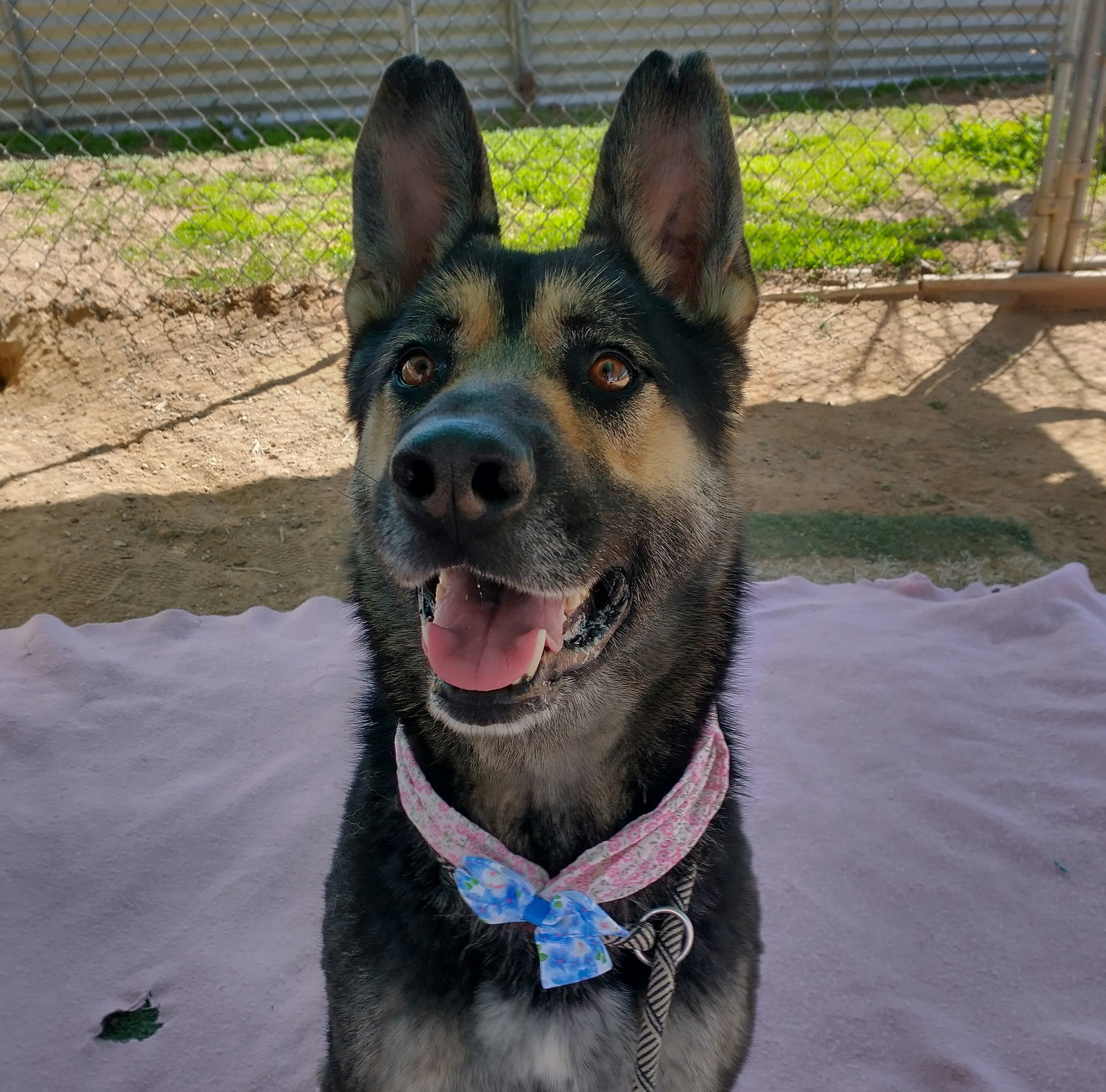 Sarge -, an adoptable German Shepherd Dog, Australian Kelpie in Apple Valley, CA, 92307 | Photo Image 2