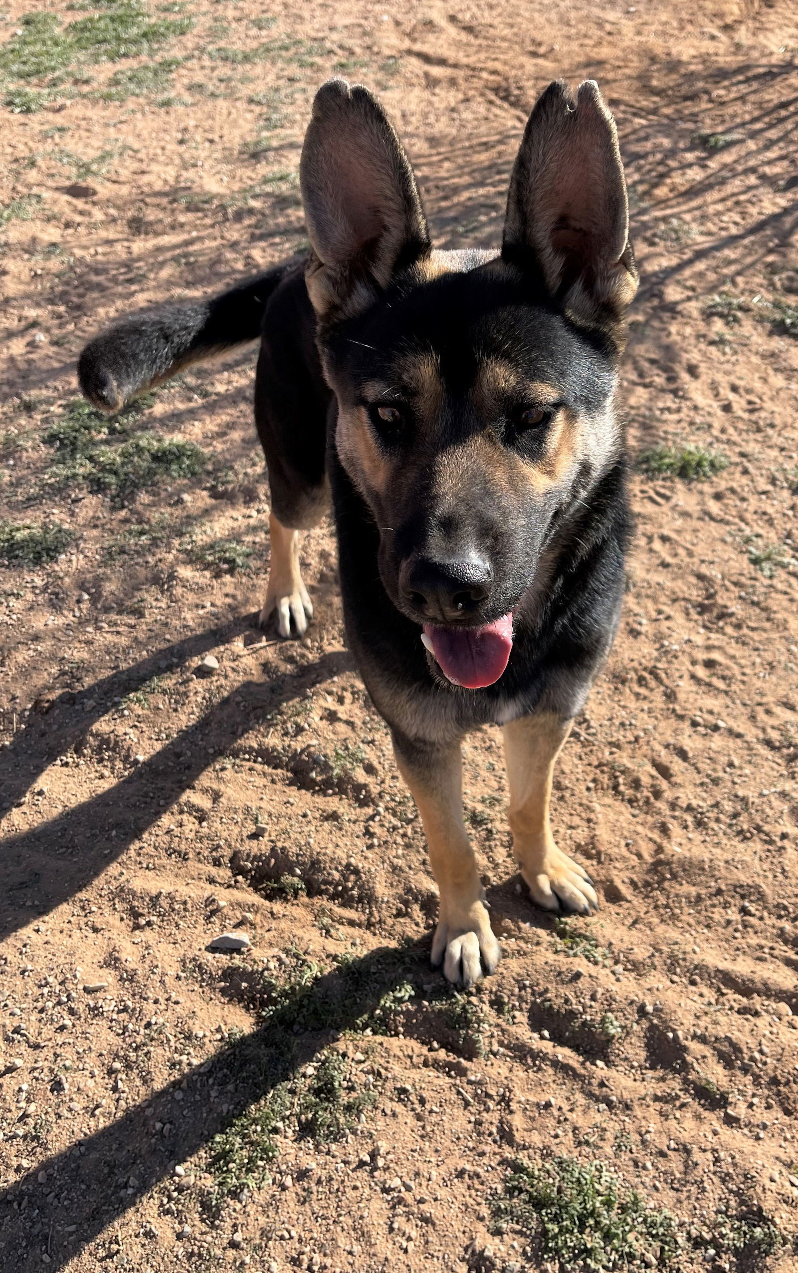 Sarge -, an adoptable German Shepherd Dog, Australian Kelpie in Apple Valley, CA, 92307 | Photo Image 3