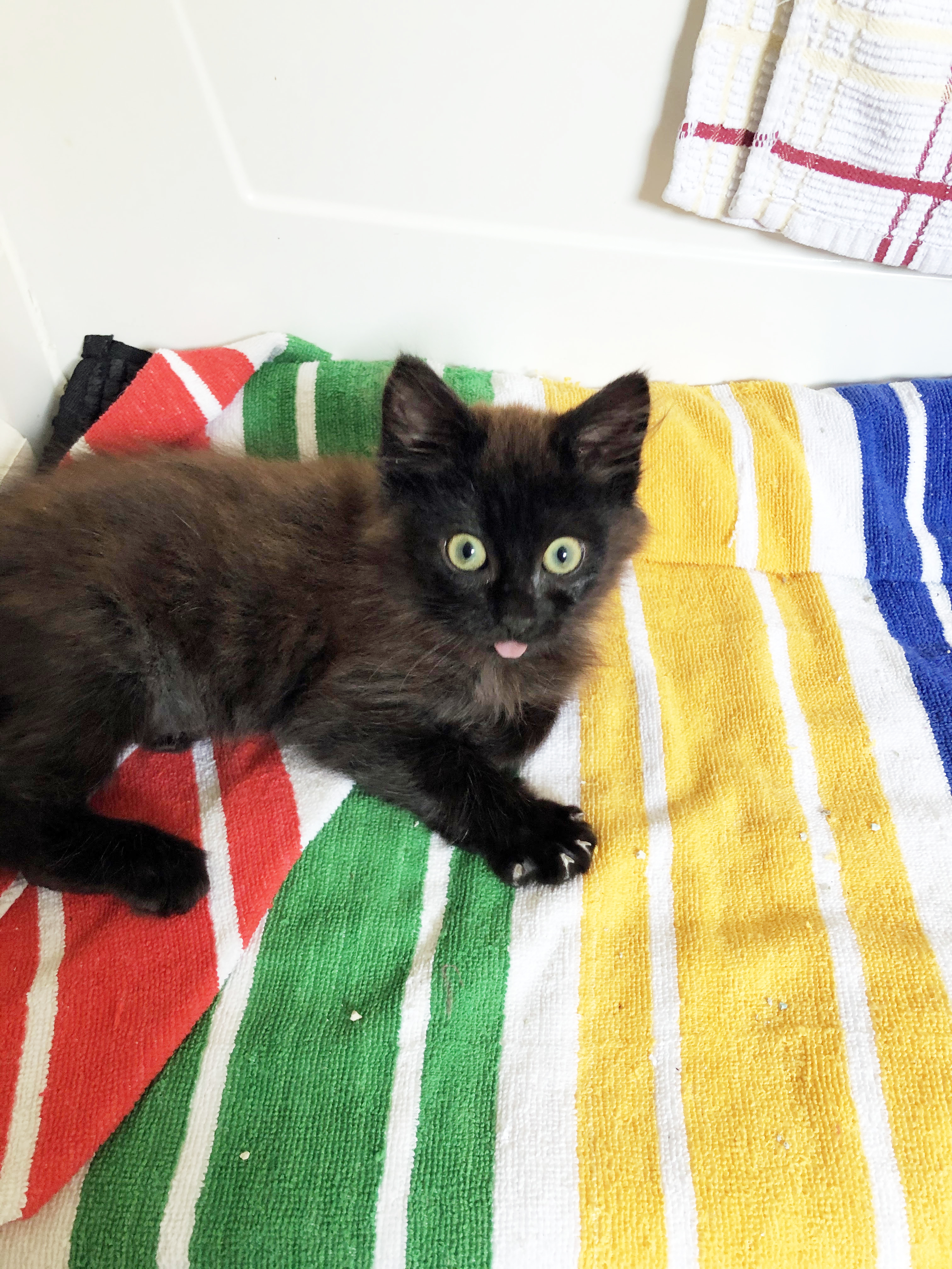 Hershey, an adoptable Domestic Medium Hair in Lake Monroe, FL, 32747 | Photo Image 2