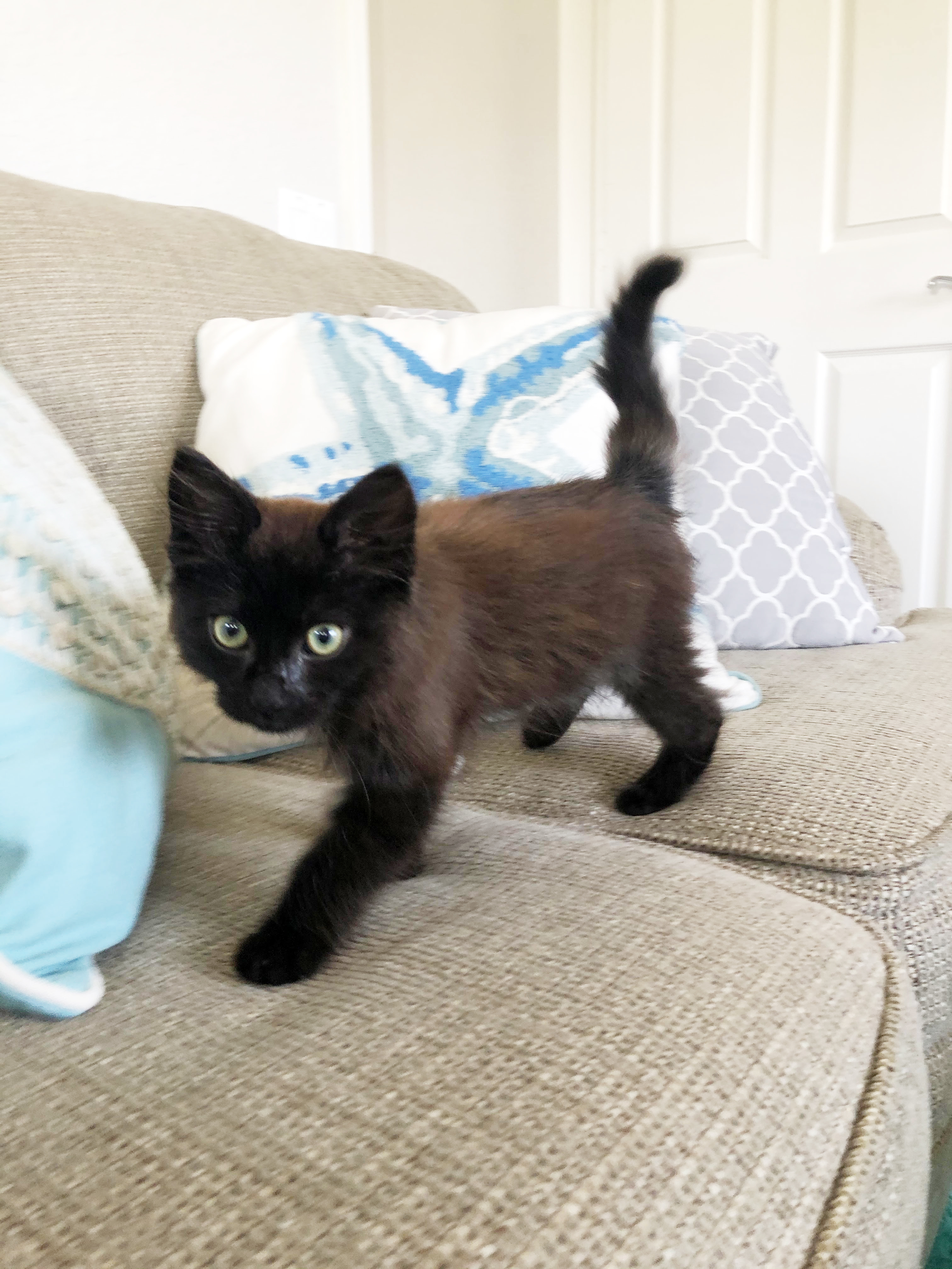 Hershey, an adoptable Domestic Medium Hair in Lake Monroe, FL, 32747 | Photo Image 4
