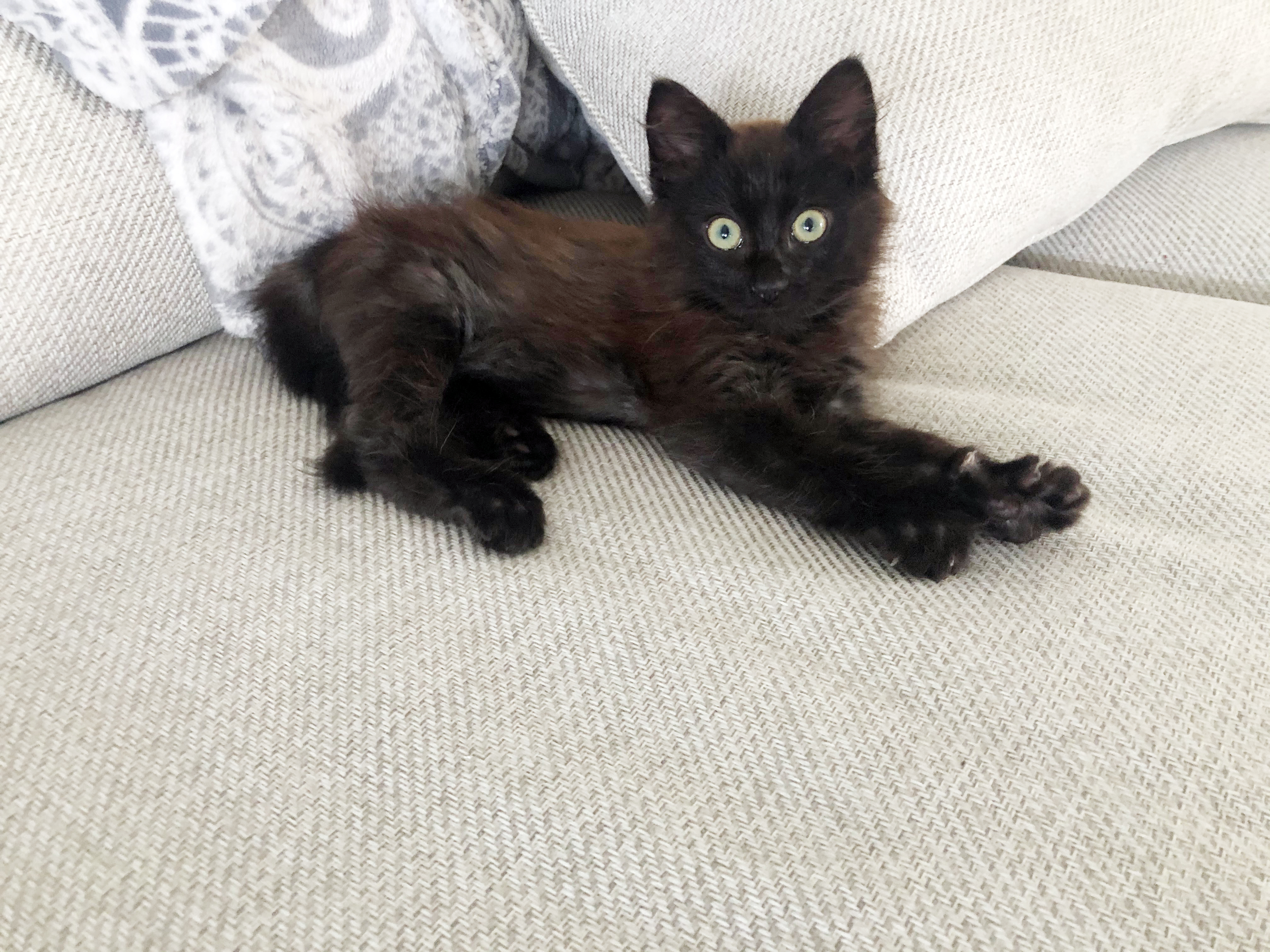 Hershey, an adoptable Domestic Medium Hair in Lake Monroe, FL, 32747 | Photo Image 6
