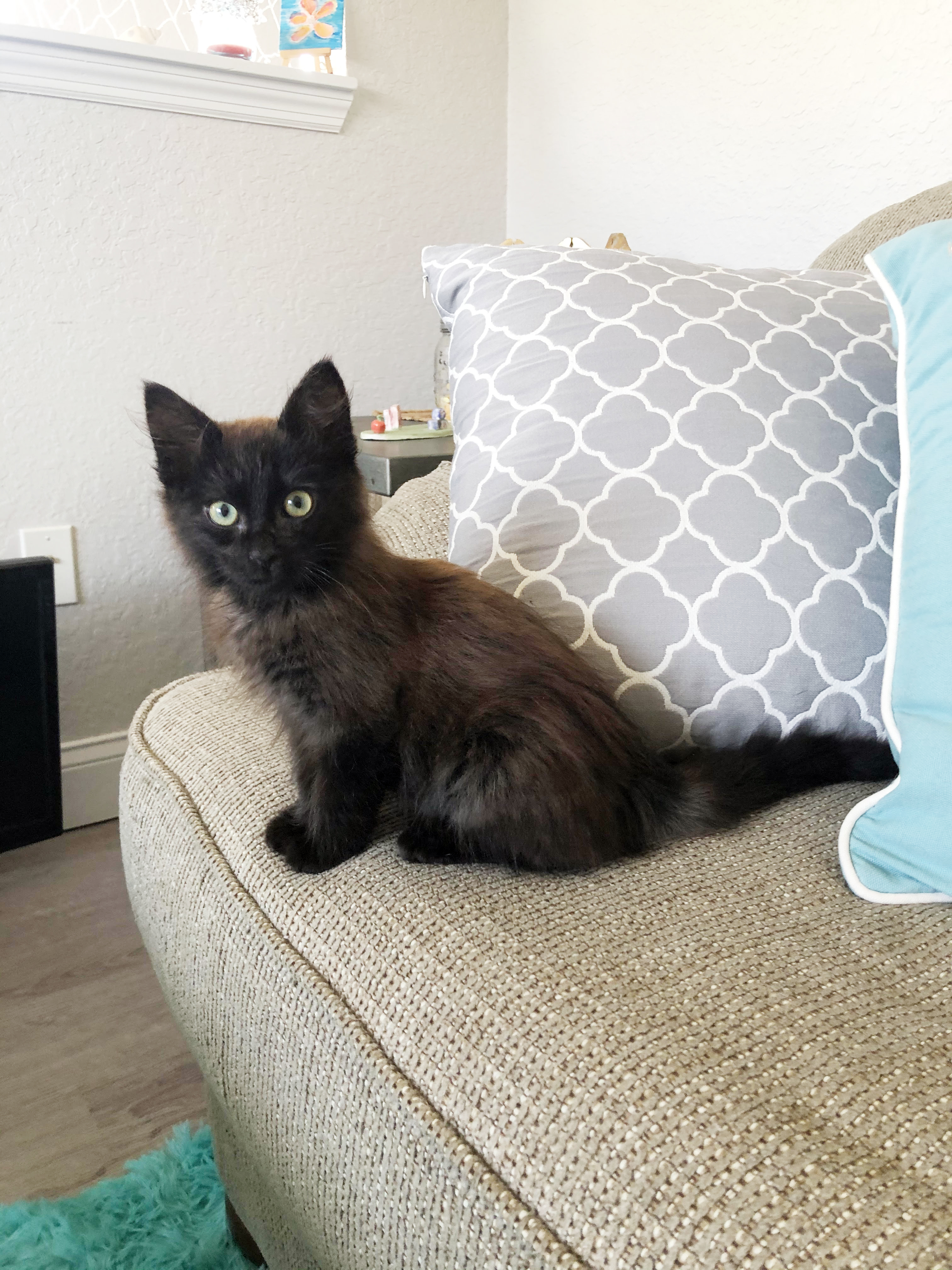 Hershey, an adoptable Domestic Medium Hair in Lake Monroe, FL, 32747 | Photo Image 7