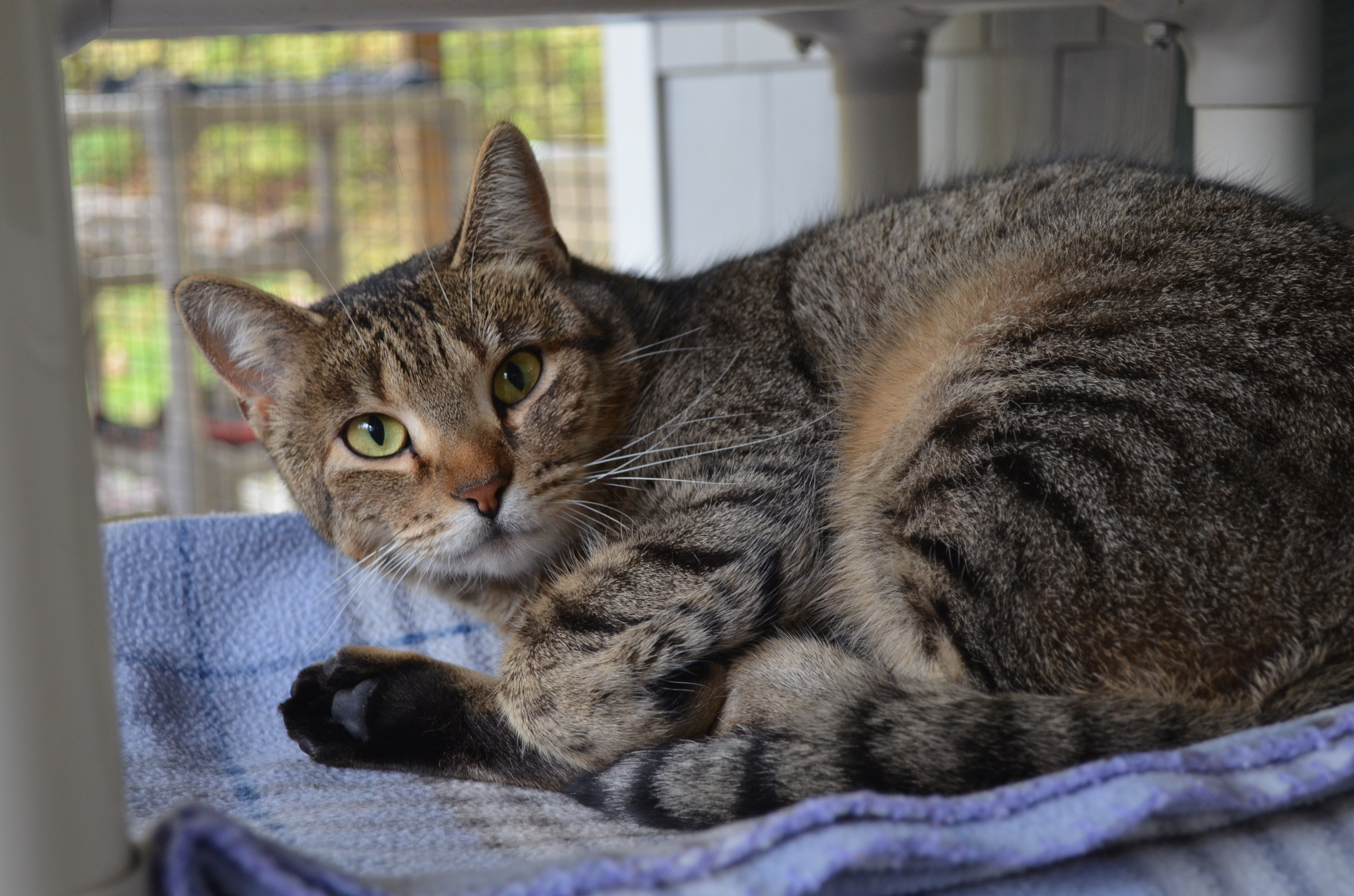 Sienna, an adoptable Domestic Short Hair in Westbrook, CT, 06498 | Photo Image 1