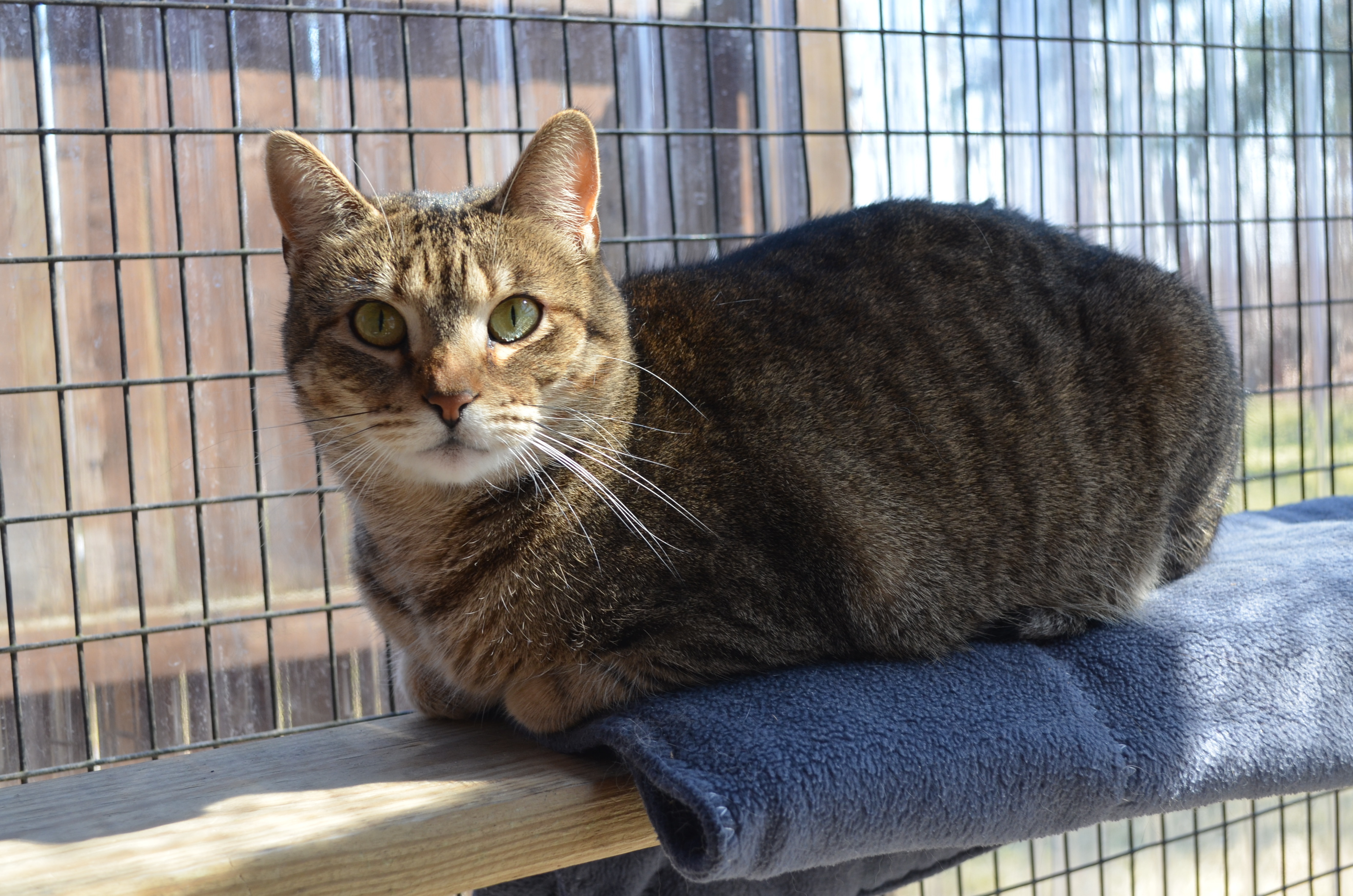 Sienna, an adoptable Domestic Short Hair in Westbrook, CT, 06498 | Photo Image 2