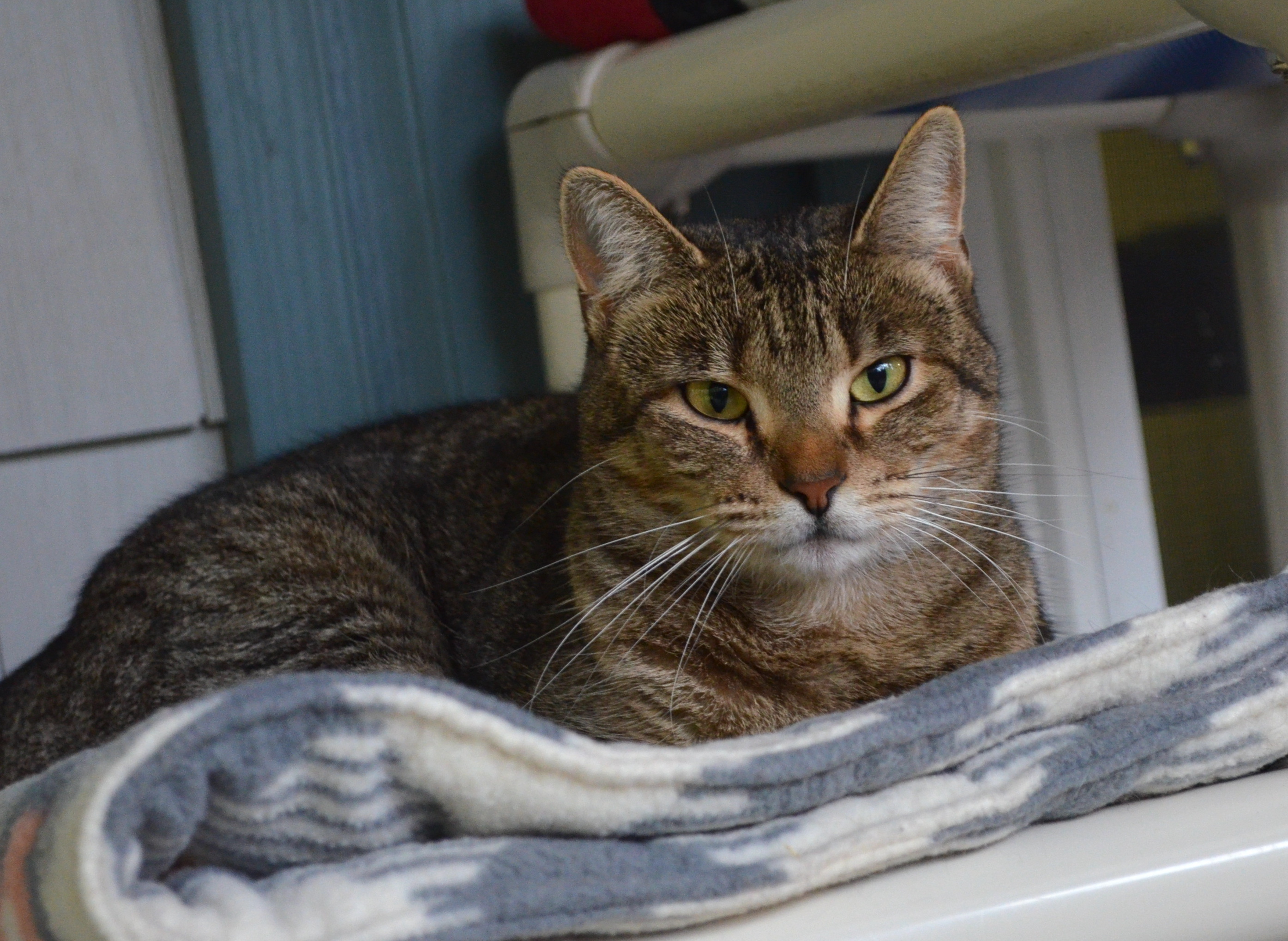 Sienna, an adoptable Domestic Short Hair in Westbrook, CT, 06498 | Photo Image 3