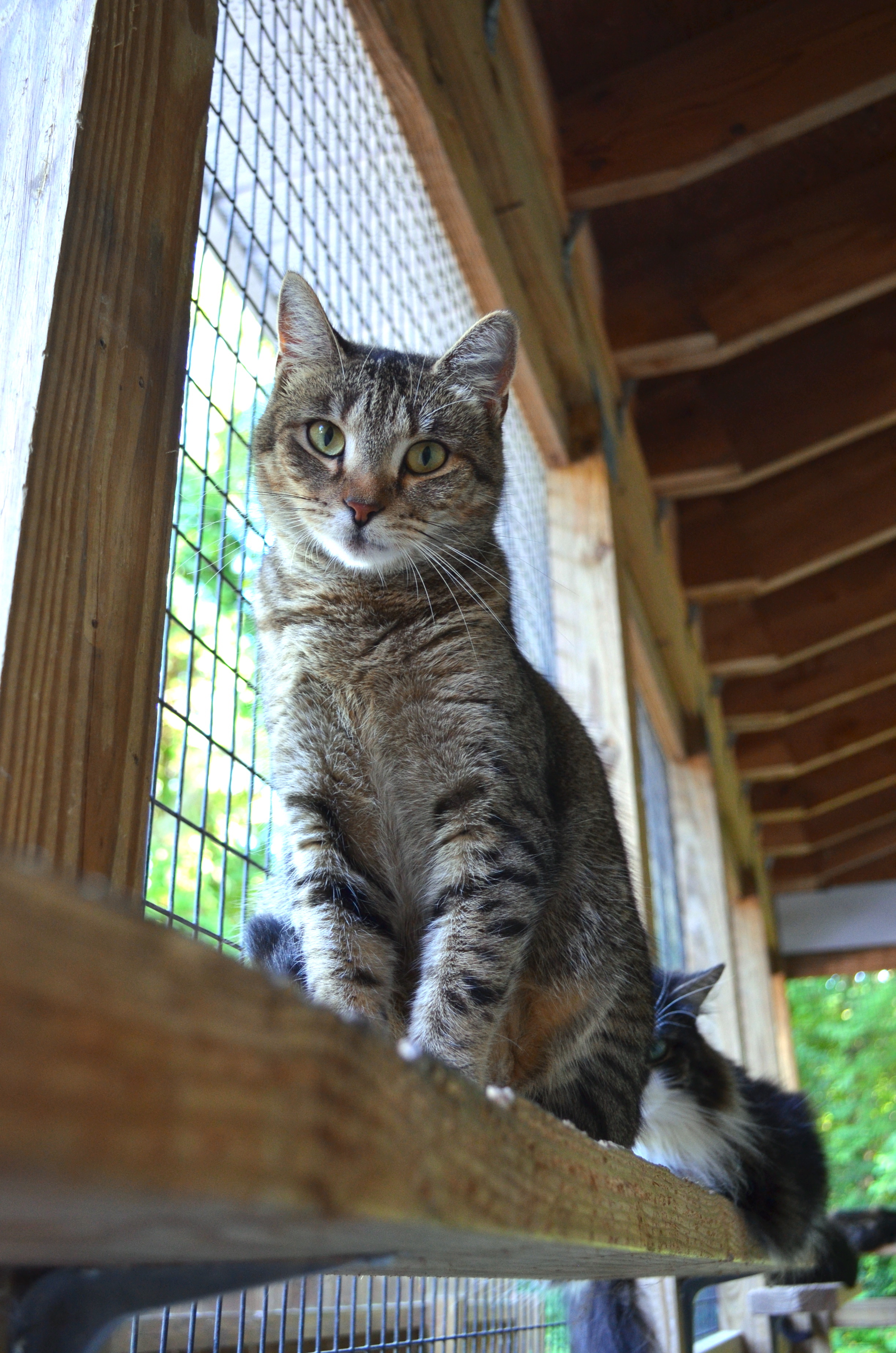 Sienna, an adoptable Domestic Short Hair in Westbrook, CT, 06498 | Photo Image 5