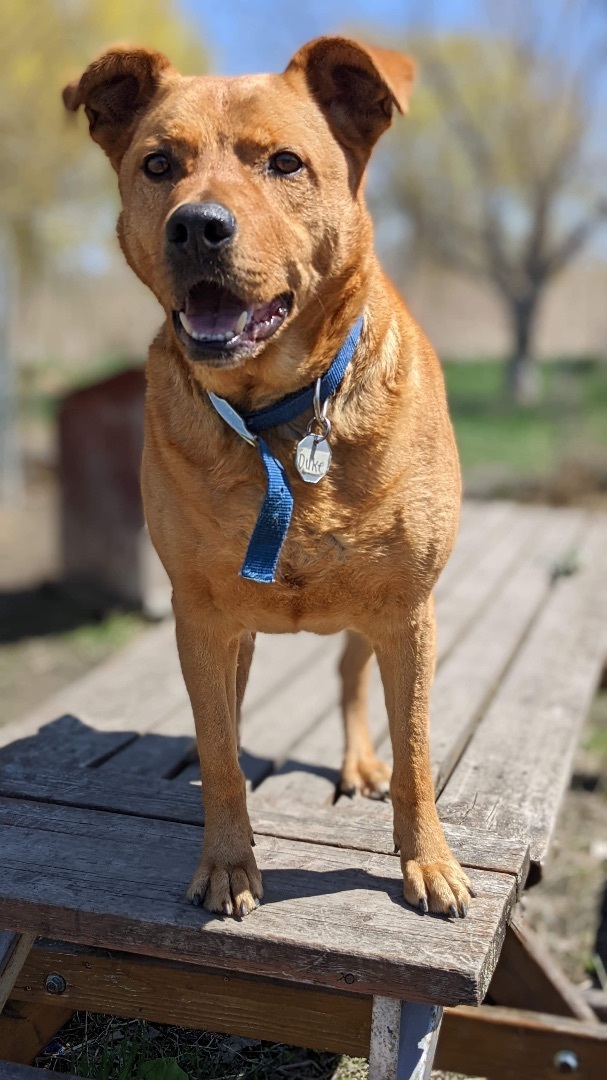 Duke (CNR)