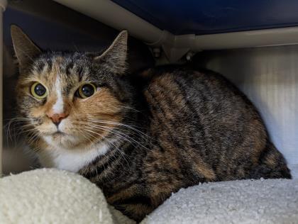 Mischievous, an adopted Domestic Short Hair Mix in Annapolis, MD_image-1
