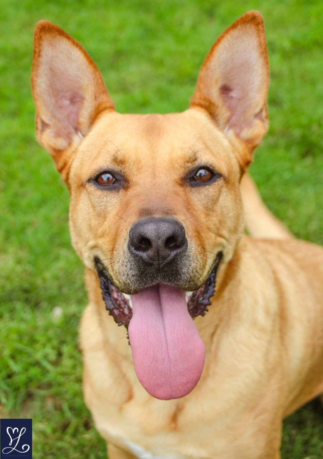 Sassy, an adoptable Carolina Dog, German Shepherd Dog in Lockport, NY, 14095 | Photo Image 1